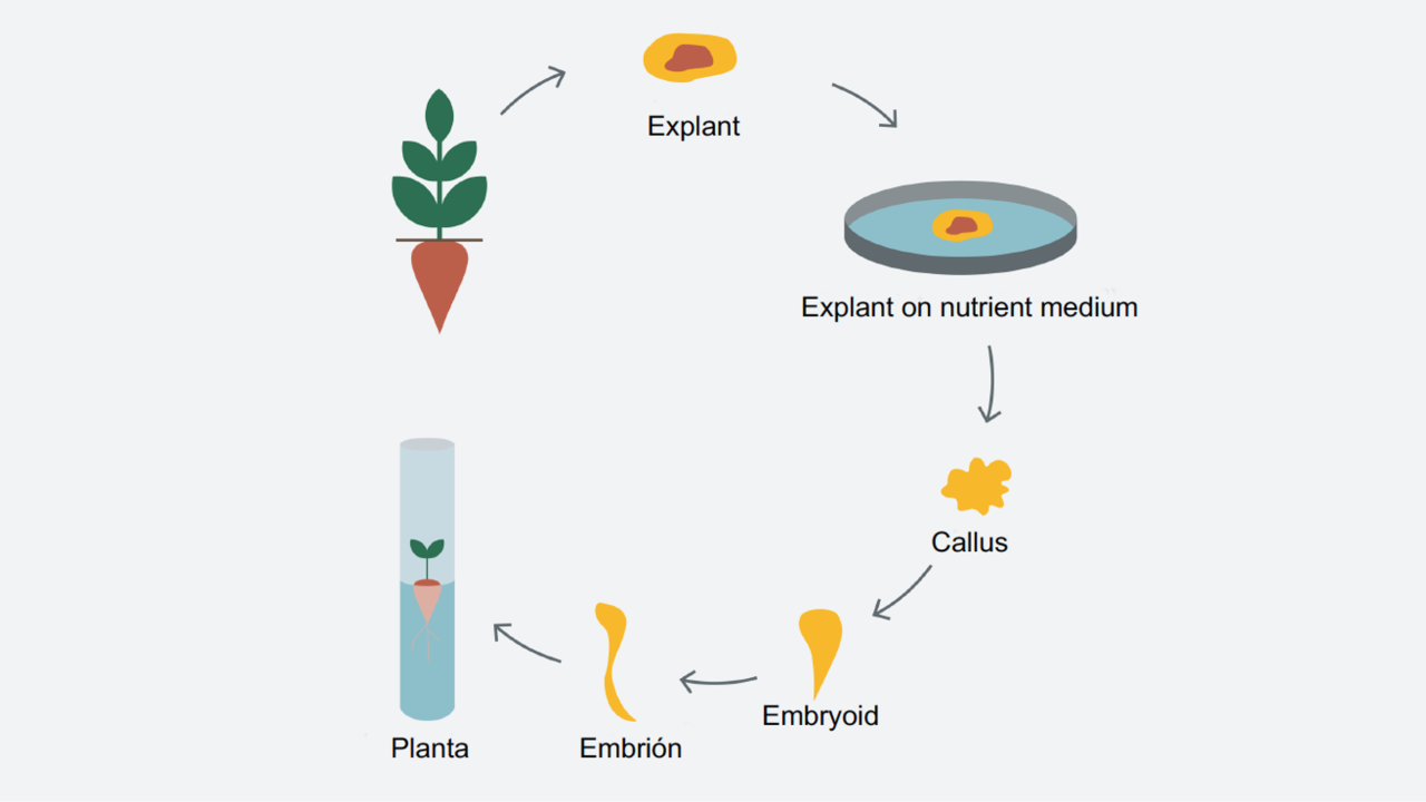 kws_cultivo_celular_y_estructural_planta_1.png