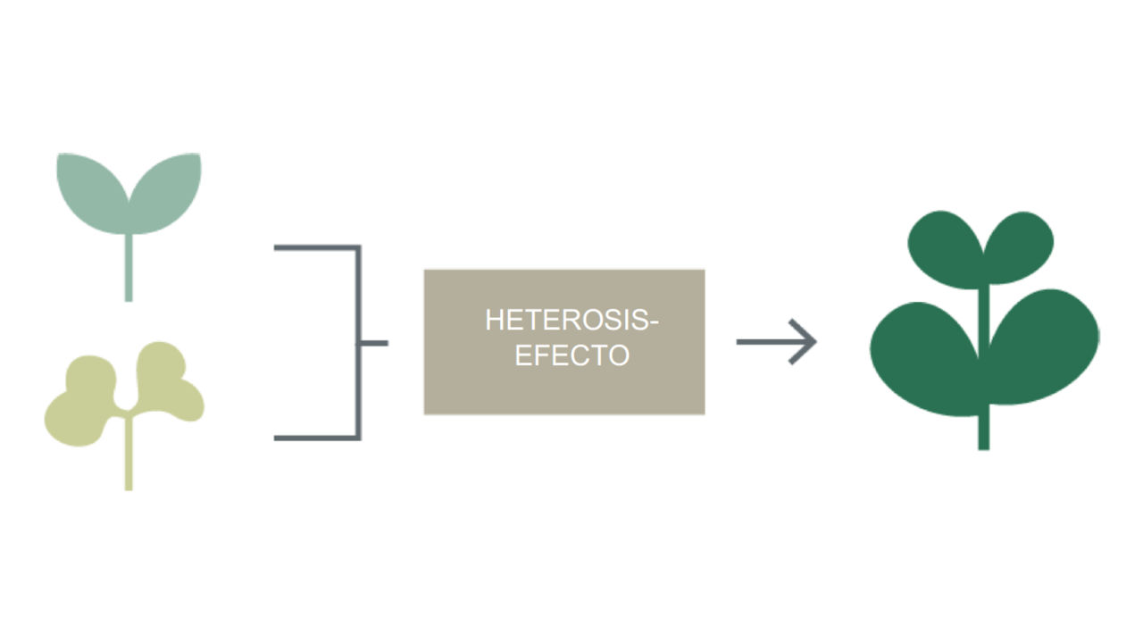 kws_cultivos_h_bridos_heterosis_efecto_1.png