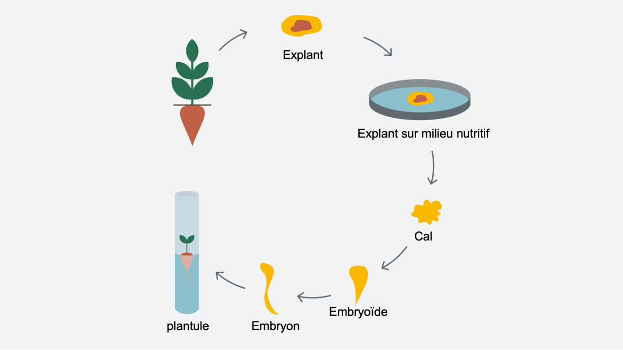 kws_innovation_cell_and_structure_culture_2_fr.png