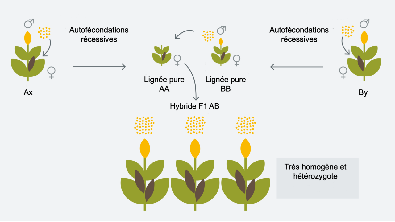kws_innovation_hybrid_breeding_1_fr.png