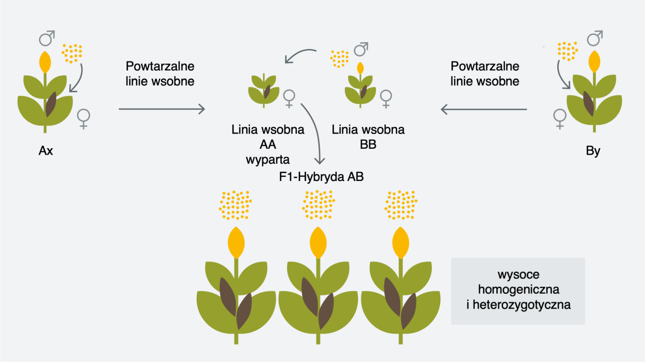 kws_innovation_hybrid_breeding_1_pl.png