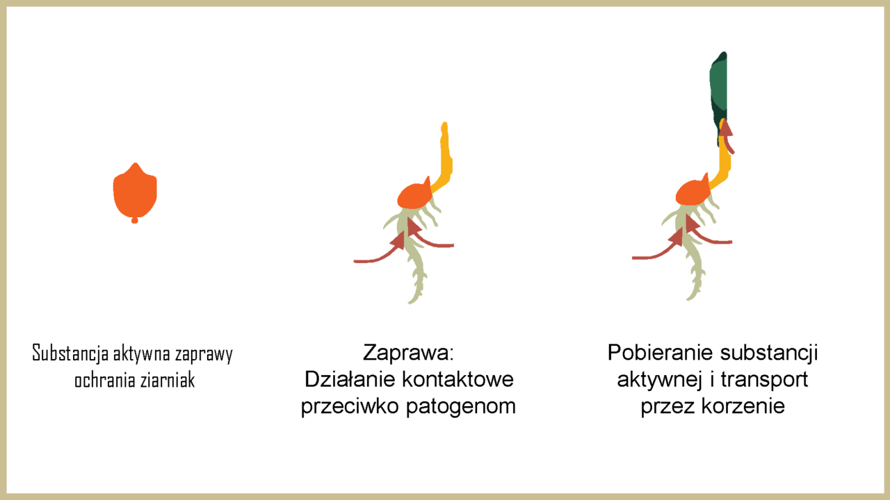 Źródło: Bayer Cropscience