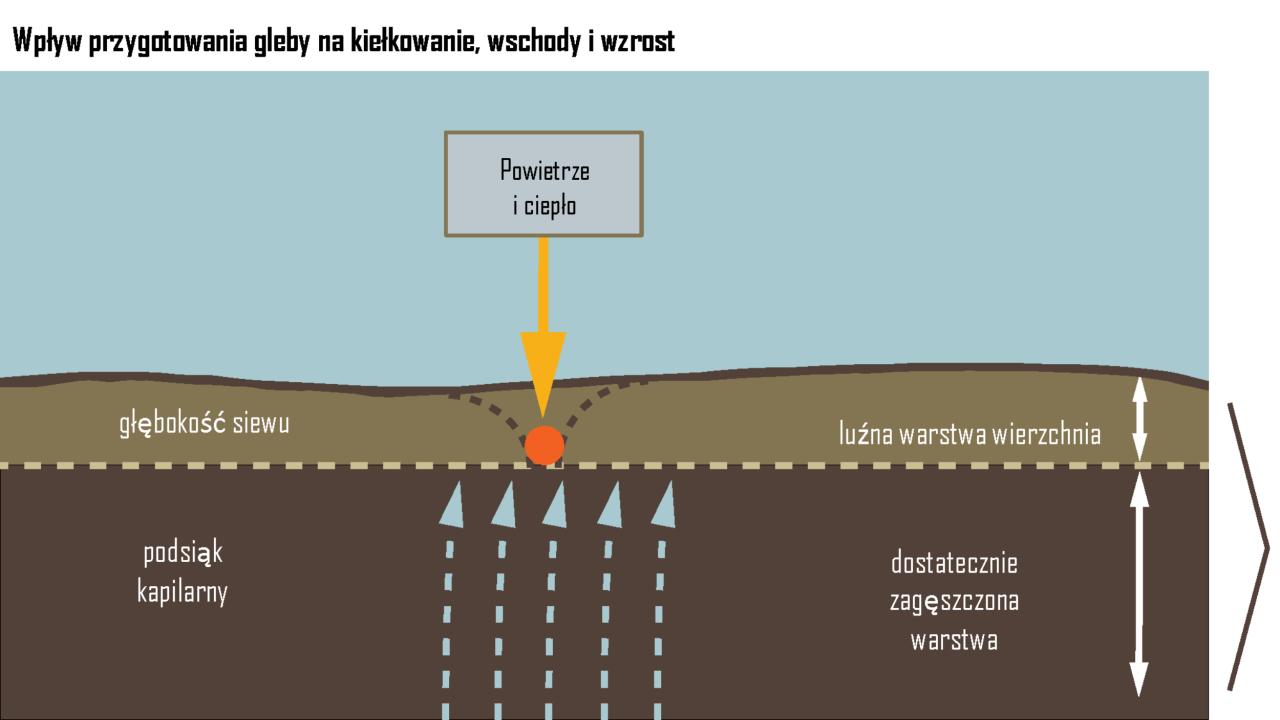 kws_consulting_tillage_sugarbeet_influence_pl.png