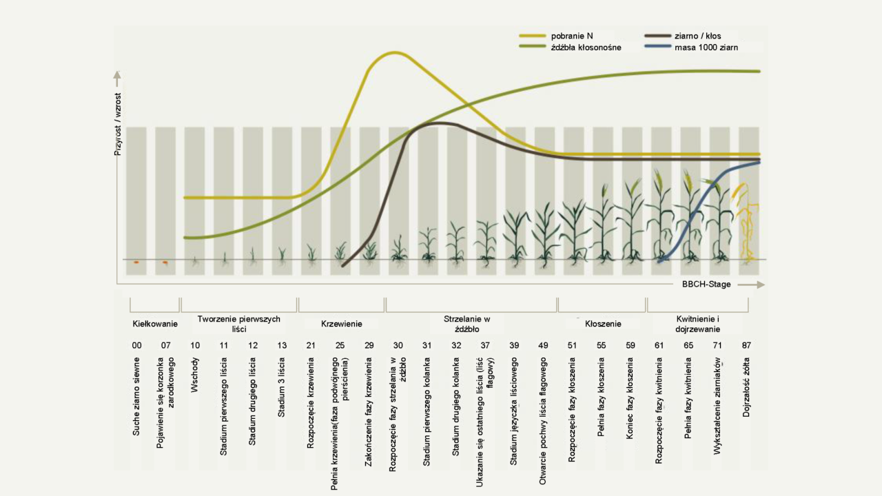 kws_plant_growth_management_fertilisation_of_rye_2_pl.png