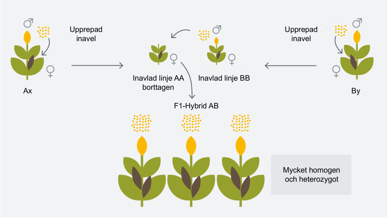 kws_innovation_hybrid_breeding_1_se.png