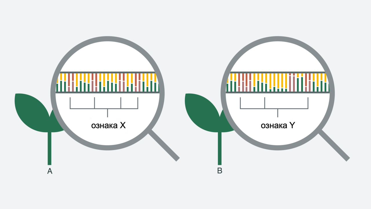 kws_innovation_genome_research_ua.png