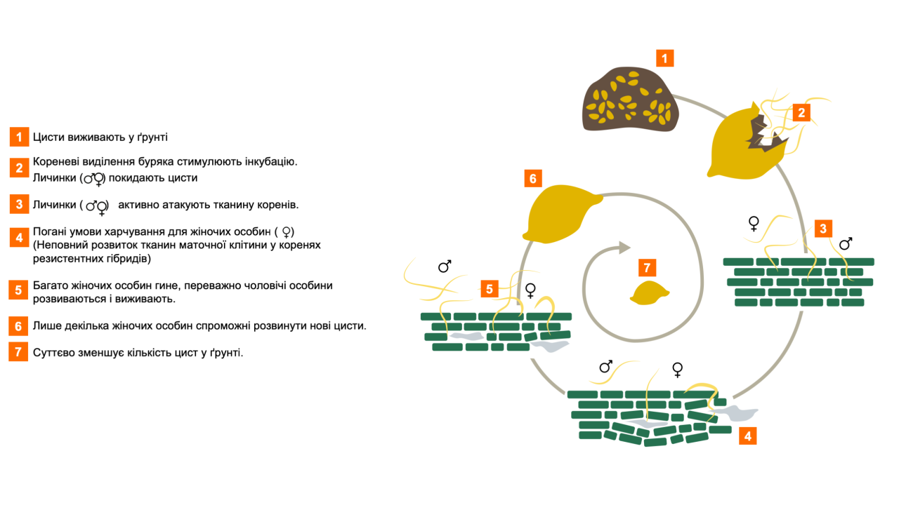 kws_plant_growth_management_pests_nematode_management_1variety_image_ua.png