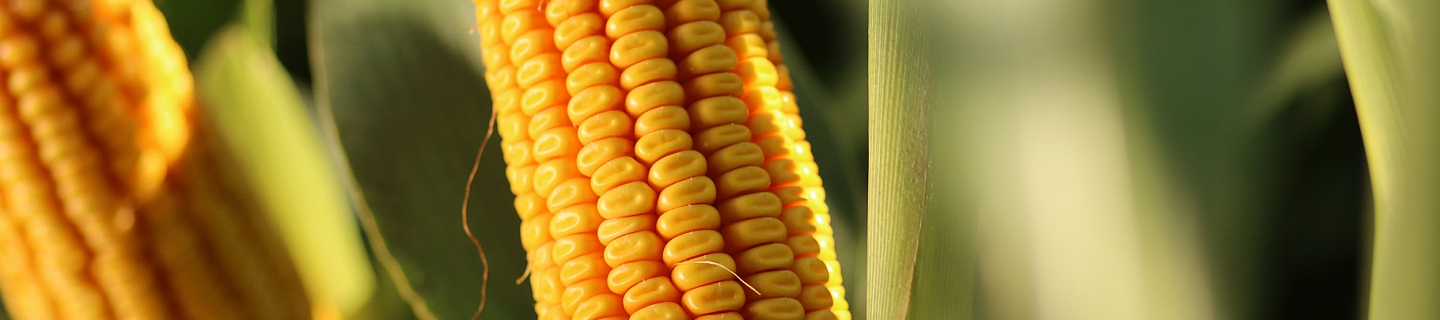 Header_corn_shop.jpg