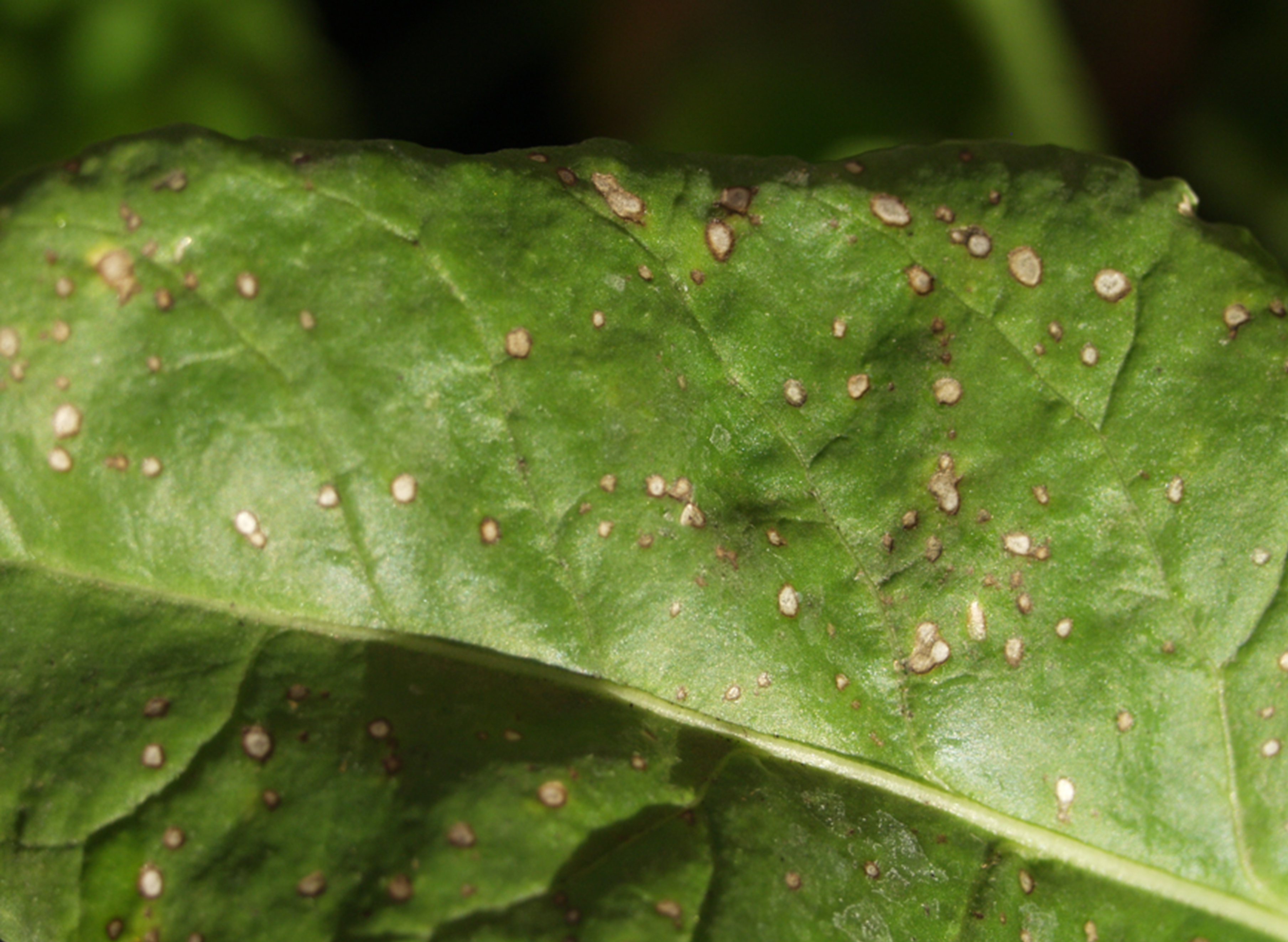 Cercospora-Befall.png