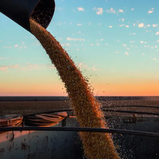 Plus4GRAIN grain corn harvester transfer trailer sunset