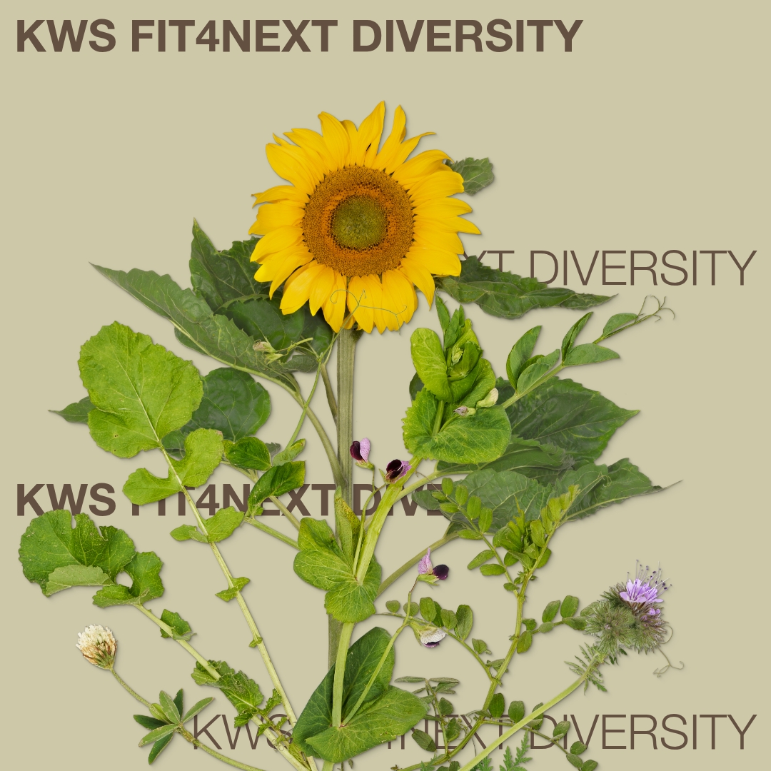 KWS_FIT4NEXT_DIVERSITY_Keyvisual_BG_1x1_1.jpg