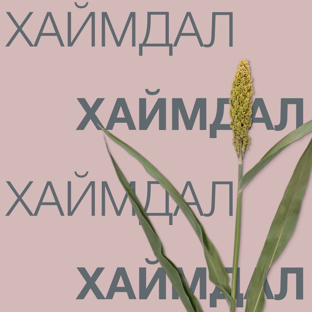 HAJMDAL_Keyvisual_BG_1x1.jpg