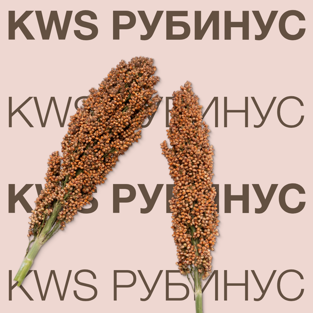 KWS_RUBINUS_Keyvisual_BG_1x1.jpg