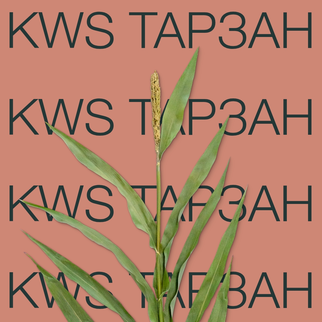 KWS_TARZAN_Keyvisual_BG_1x1_1.jpg