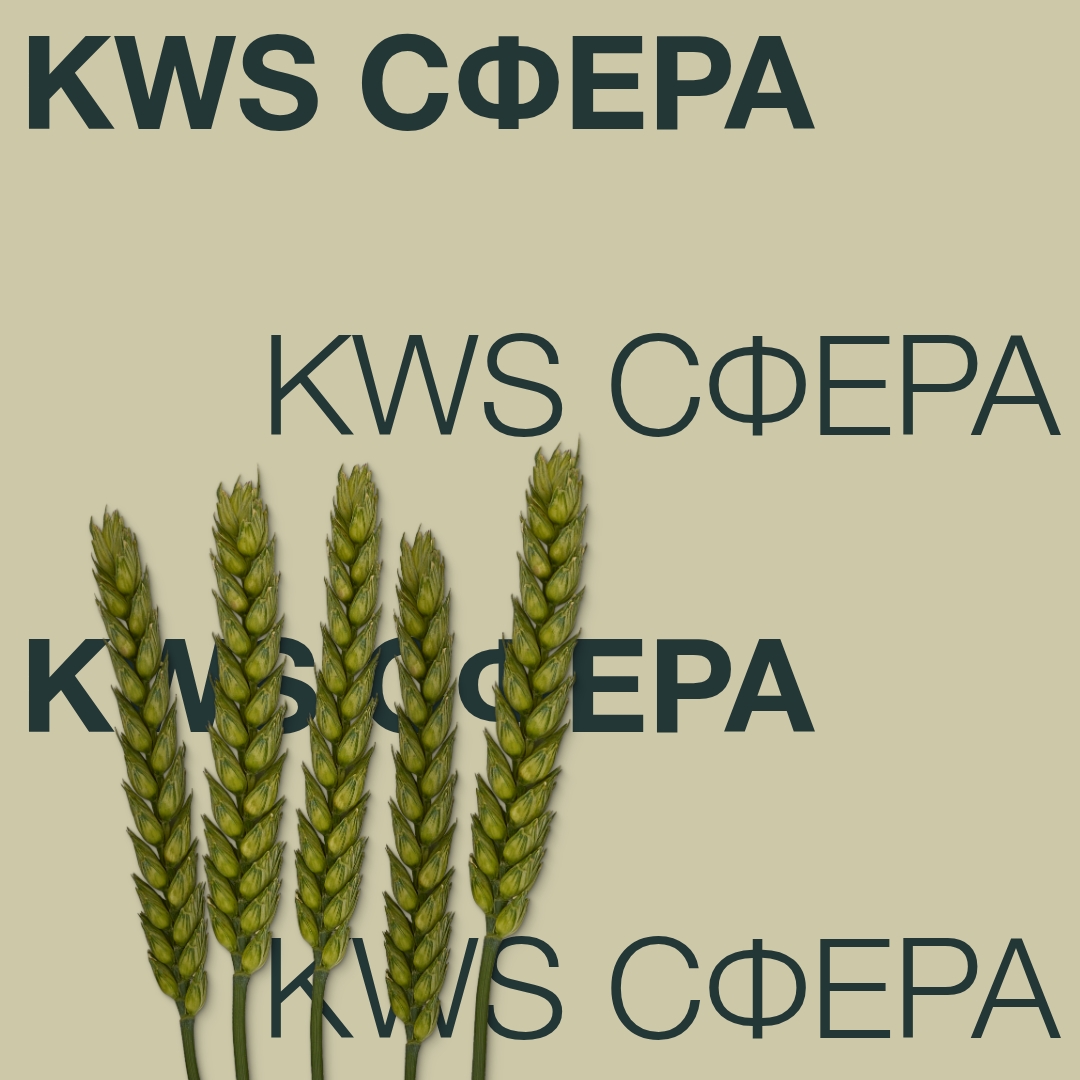 KWS_SFERA_Keyvisual_BG_1x1_1.jpg