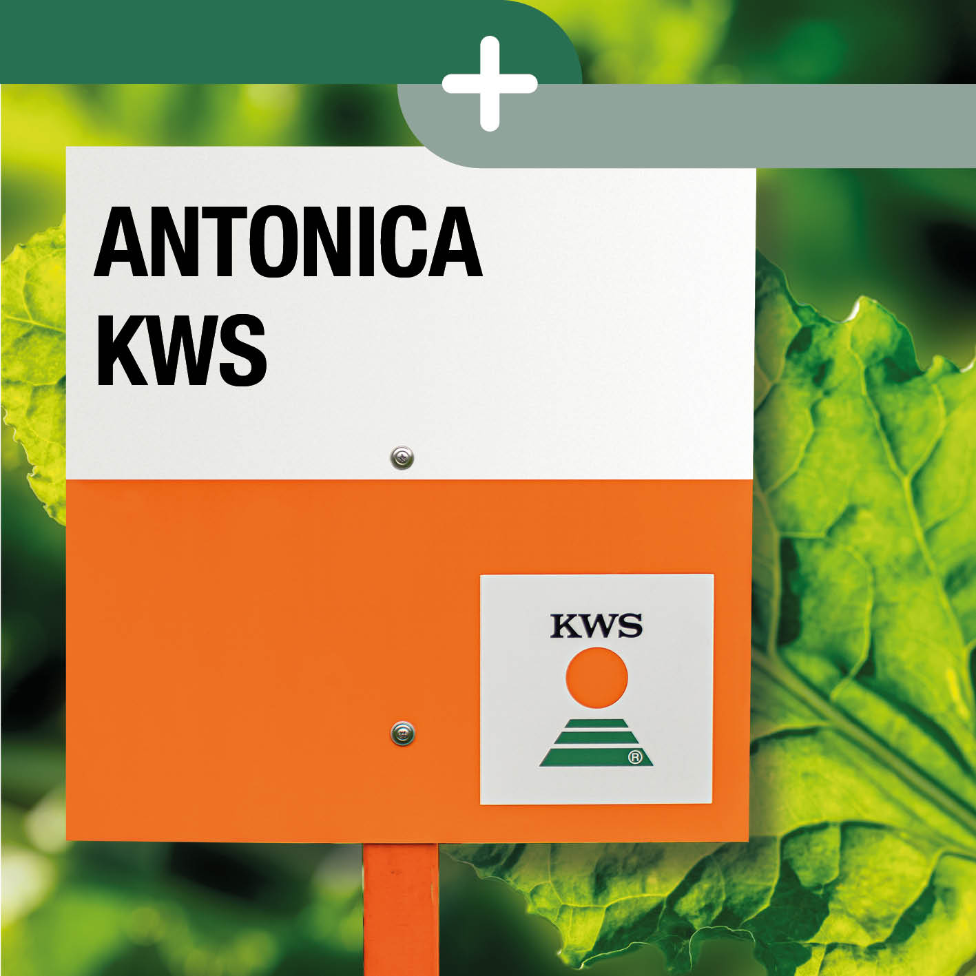 9682_KWS_Visuals_Website_AntonicaKWS.jpg