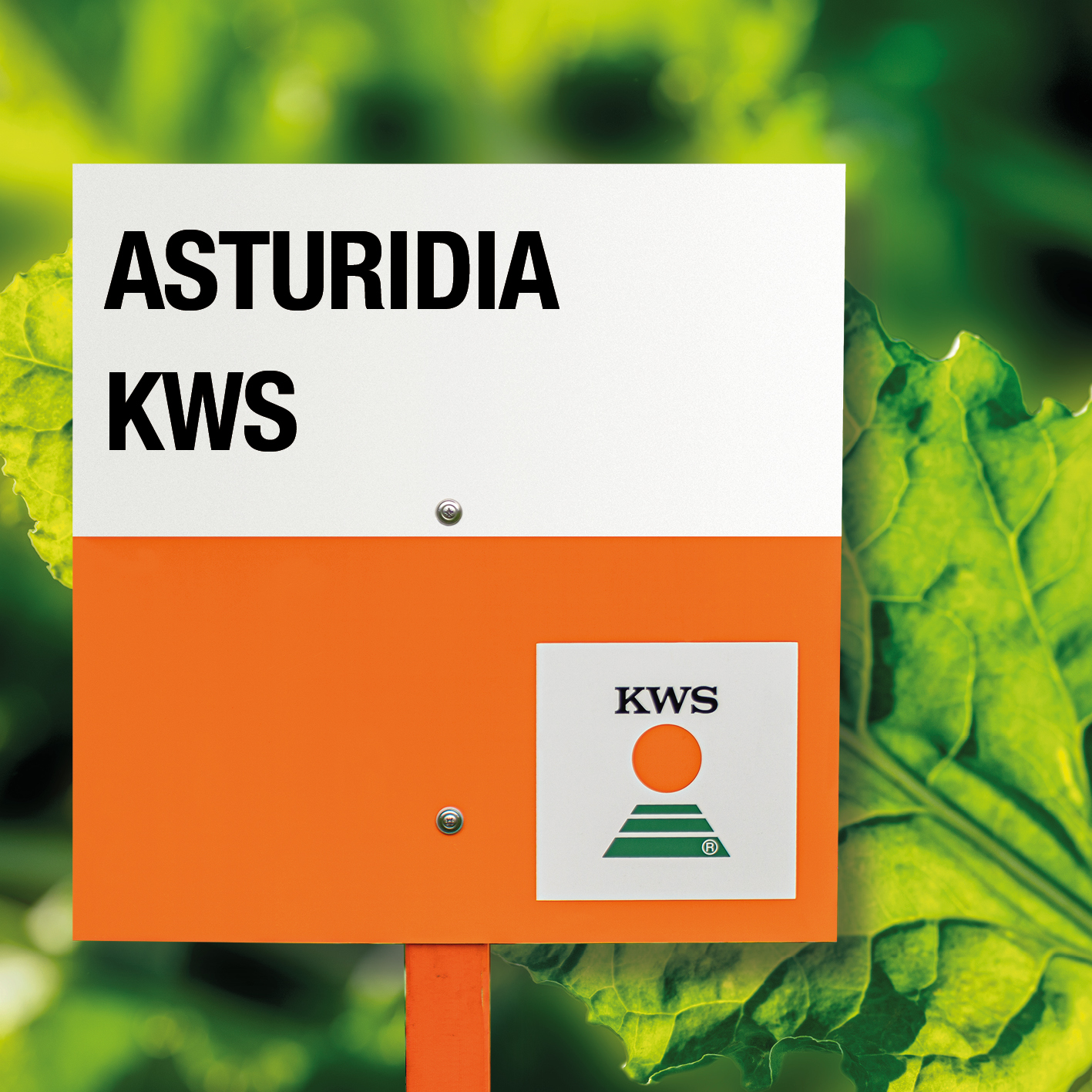 Asturidia_KWS.jpg