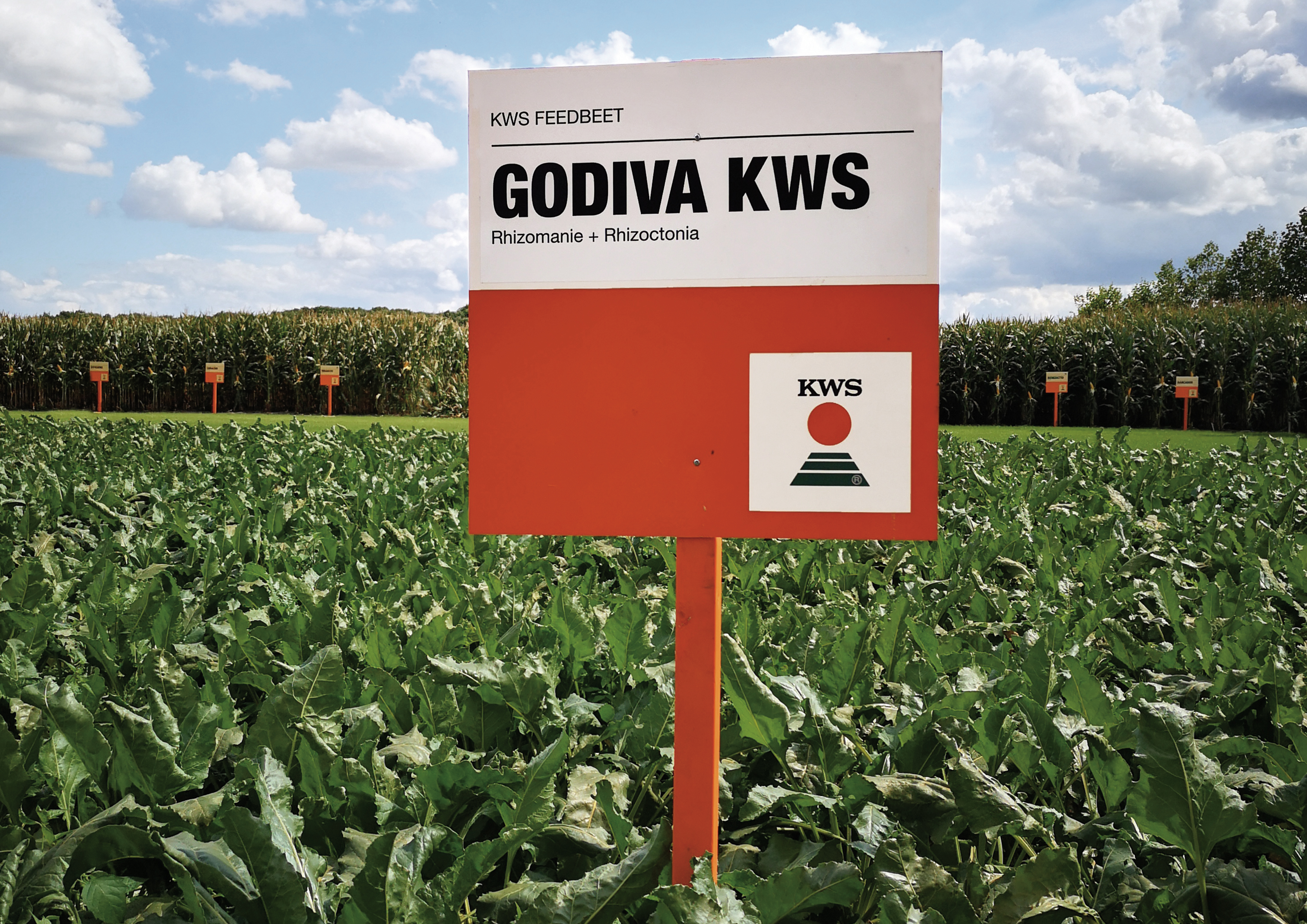 Godiva KWS is omwille van zijn dubbele resistentie zeer geschikt voor de teelt op zandgrond bij biologische telers