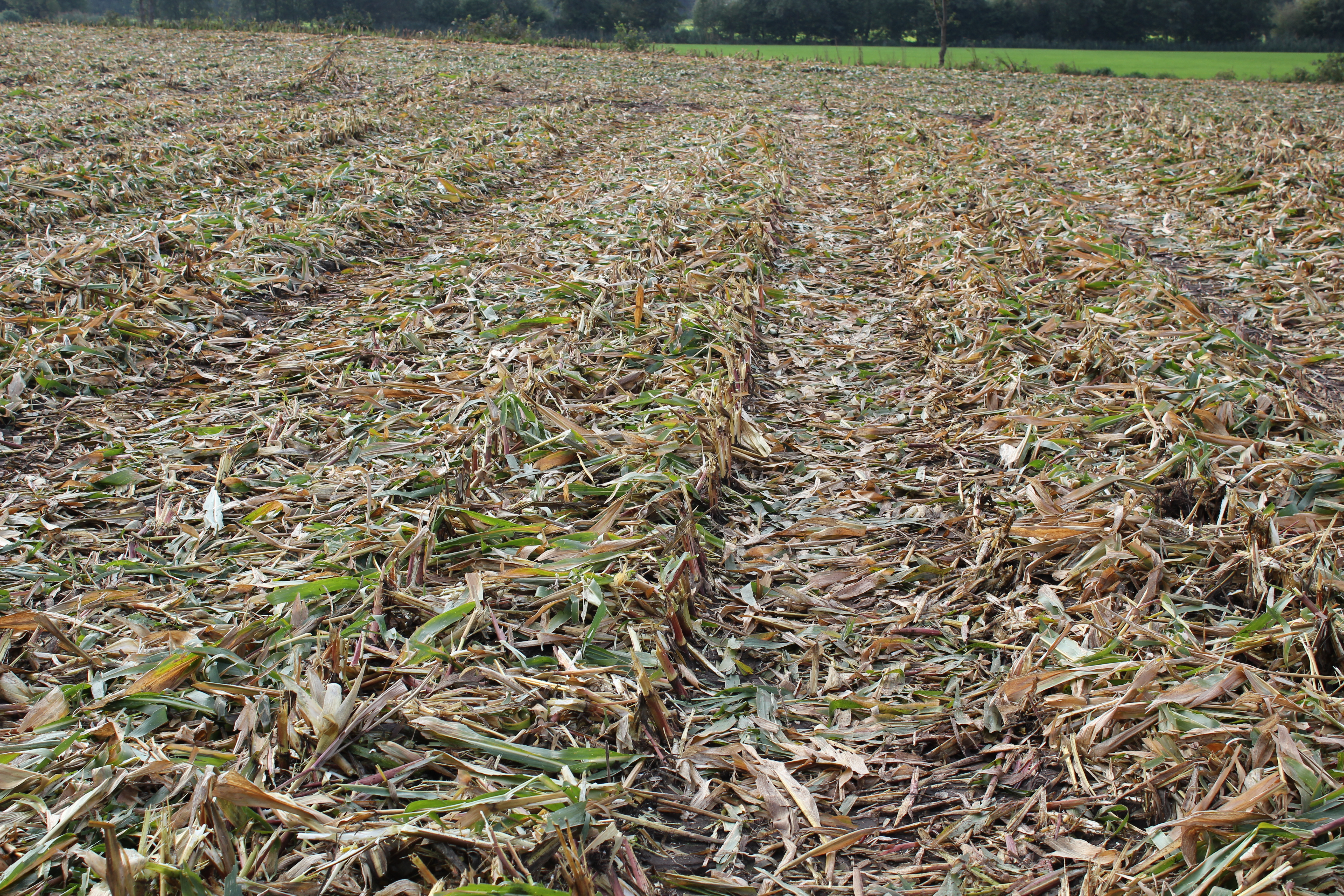 Maïsstro wat achterblijft na de oogst van maïs als MKS verbetert de bodemvruchtbaarheid