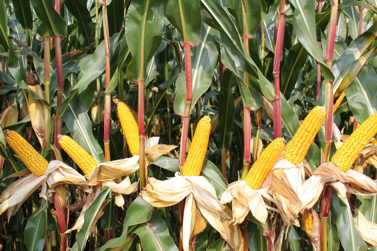 Maïs-als-belangrijke-energieproducent-op-het-eigen-bedrijf-in-de-vorm-van-zetmeel.jpg
