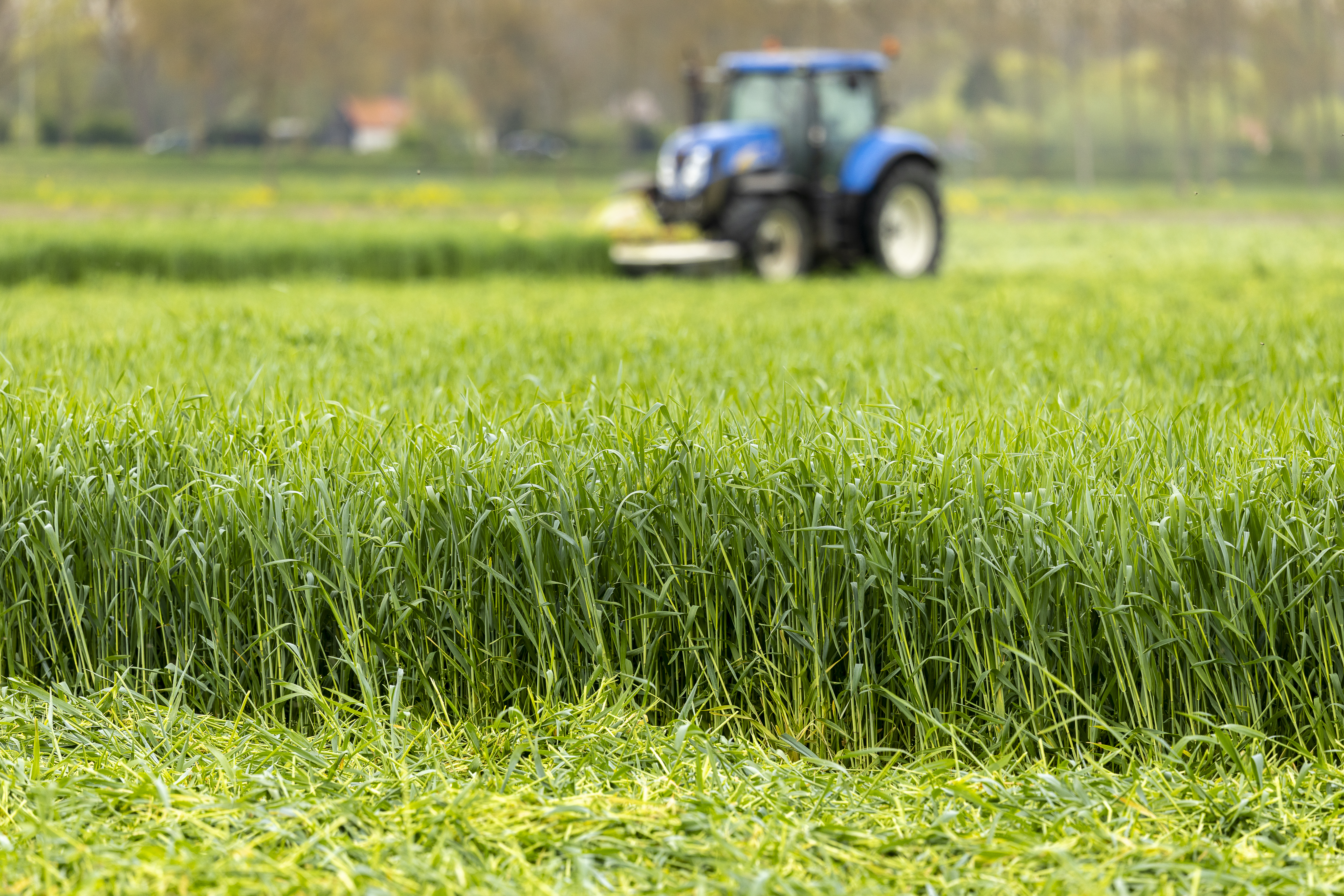 Hybrid-Rye-Rockanje-2025-182.jpg