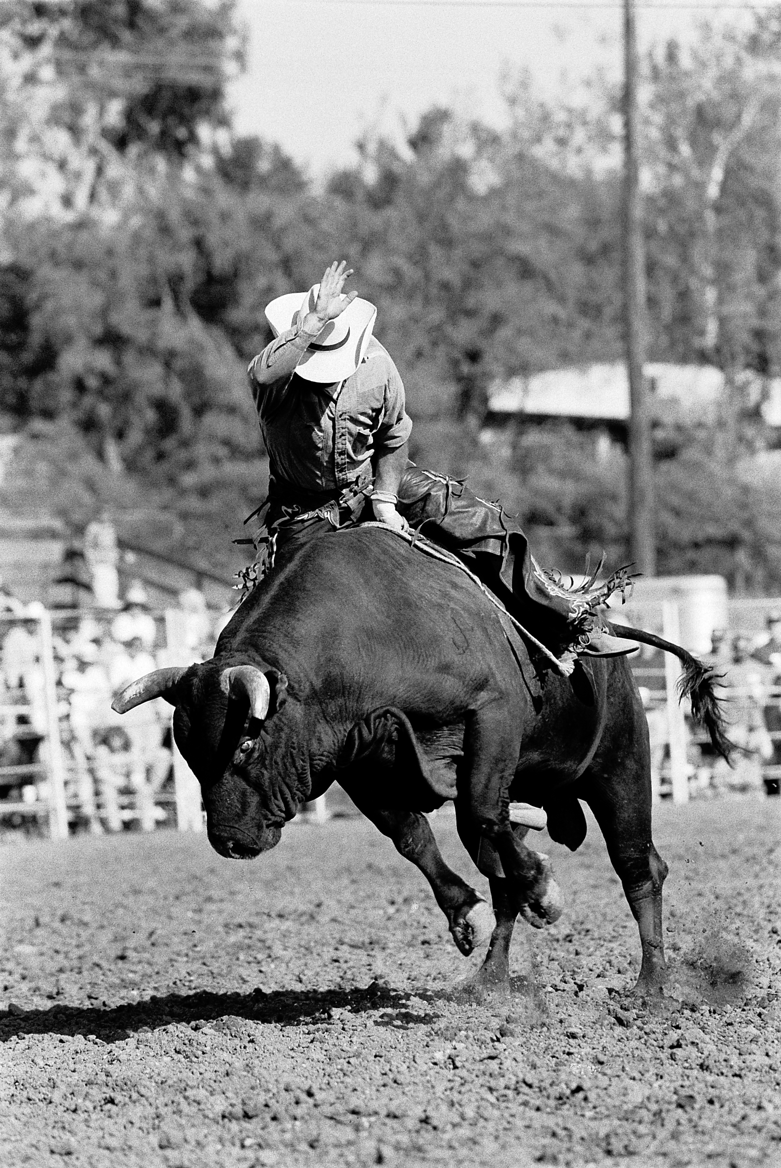 KWS Torres ruiding a bull during rodeo