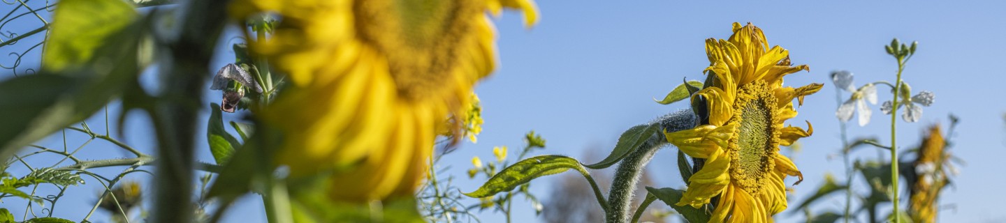 KWS1120_sunflower_yellow_mustard_oil_radish_40310.jpg