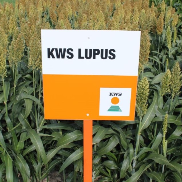 KWS_Lupus.jpg