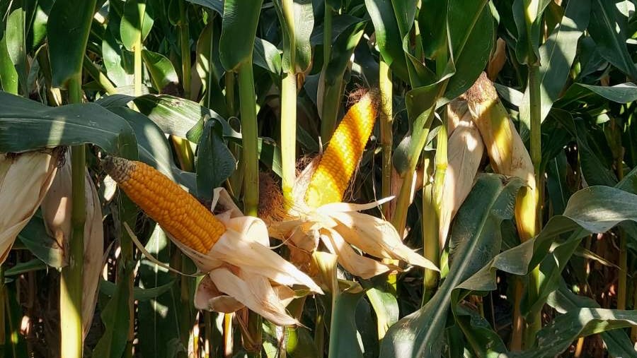 corn-in-the-field-1.jpeg