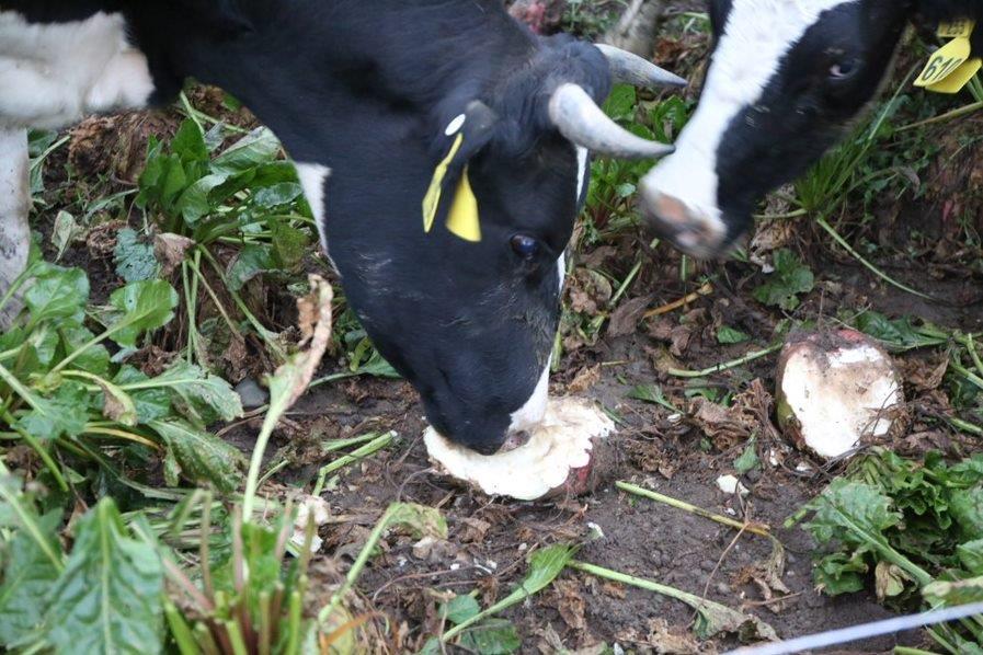 KWS-closeup-of-two-cows-grazing-feedbeet-on-field.jpg
