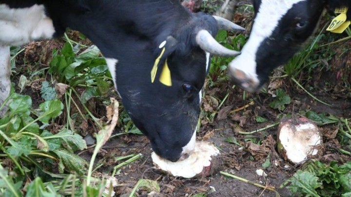 KWS-closeup-of-two-cows-grazing-feedbeet-on-field.jpg