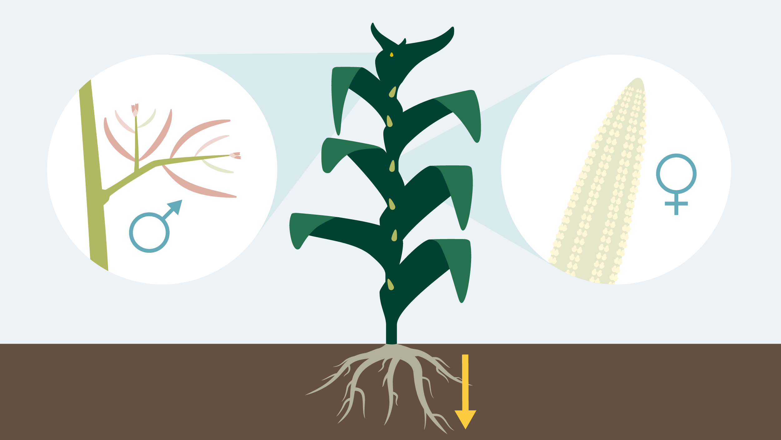 Développement de la plante maïs 