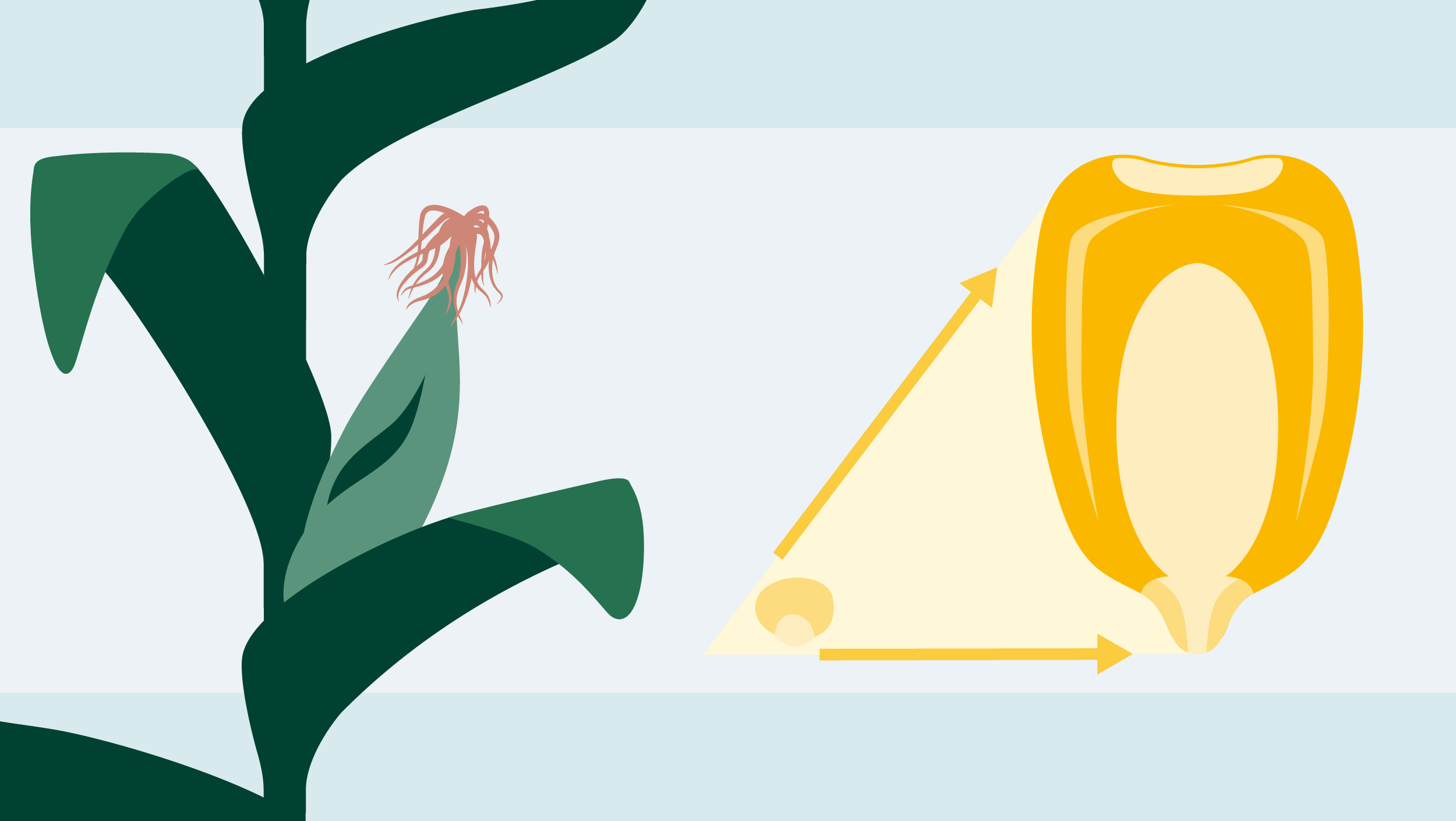  Développement du maïs après la floraison
