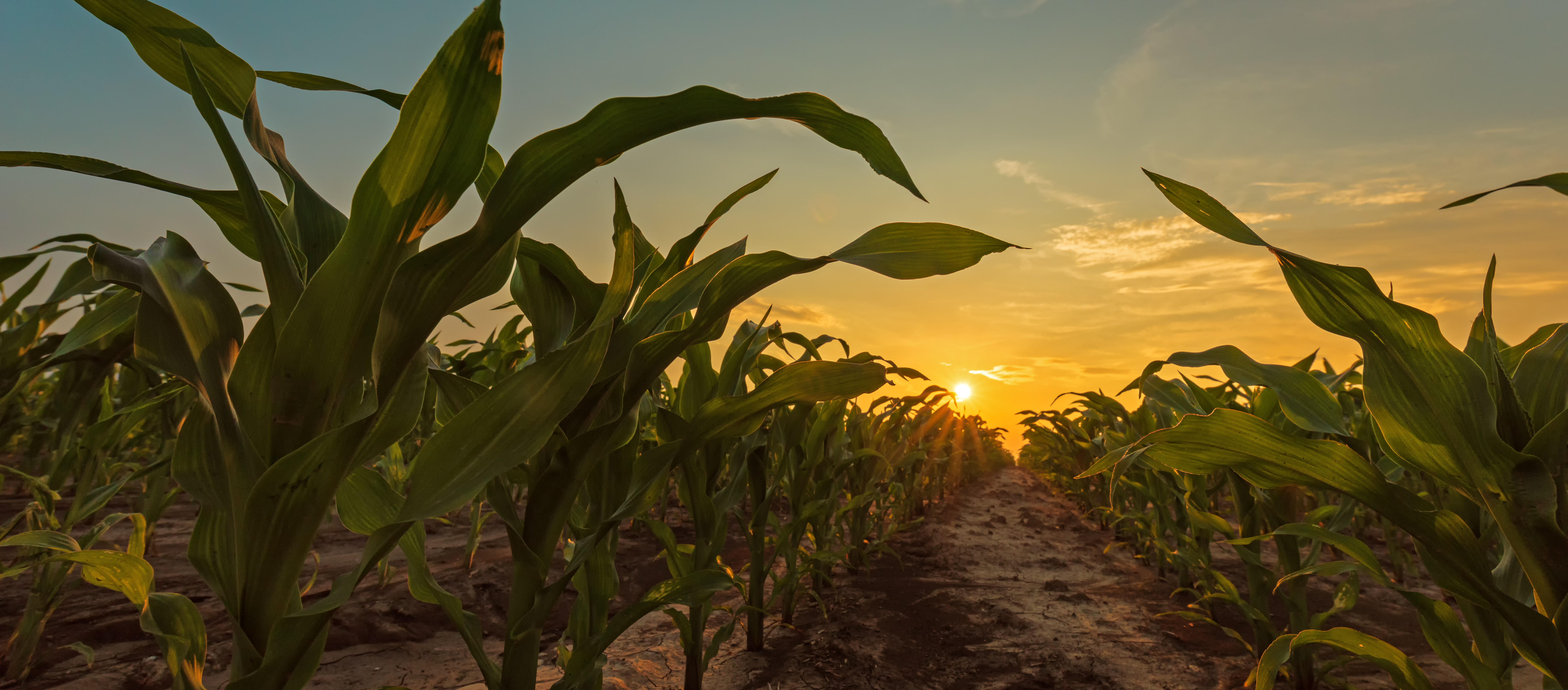KWS-corn-field-sun-set.jpeg