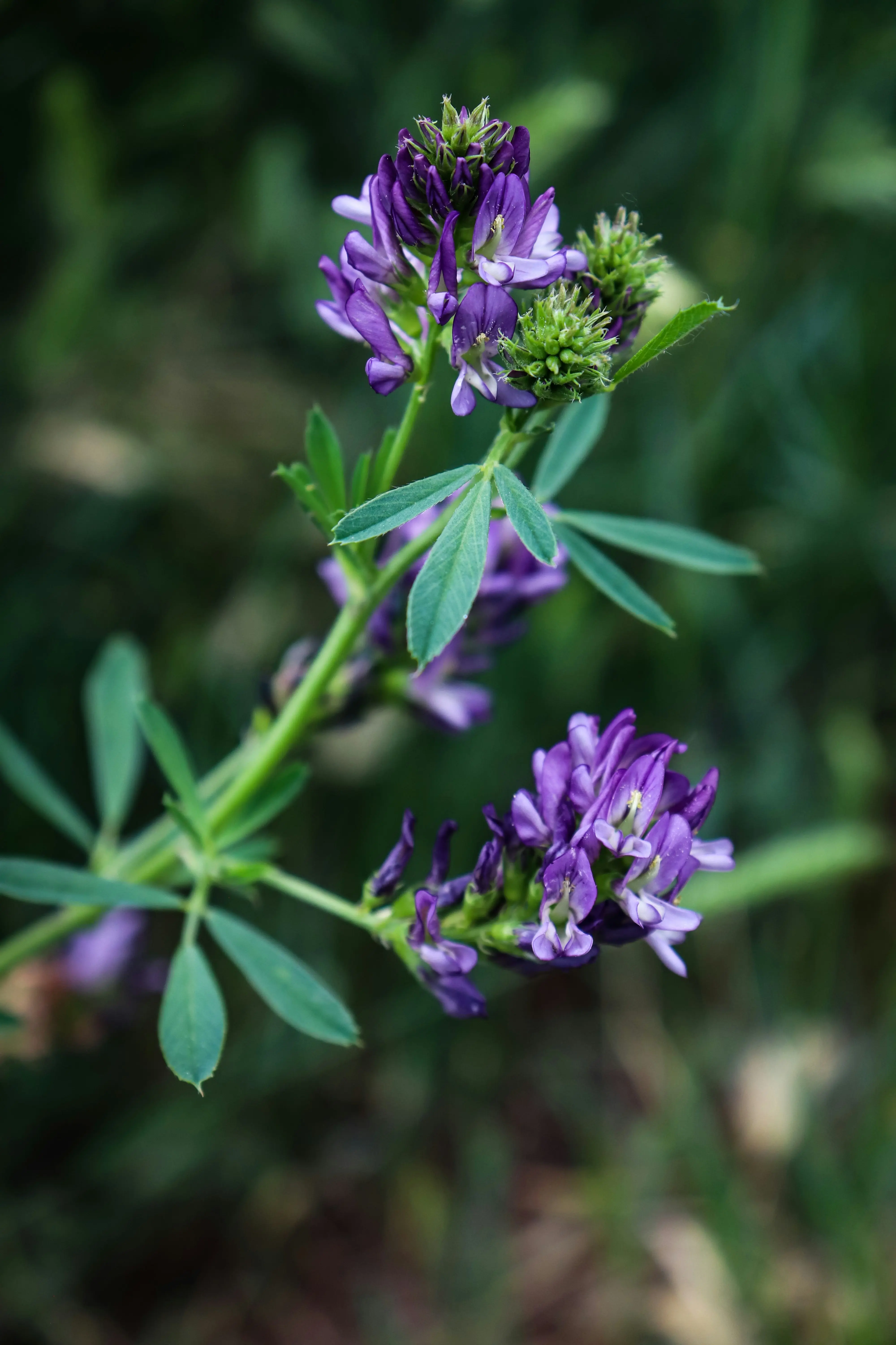 alfalfa farmer