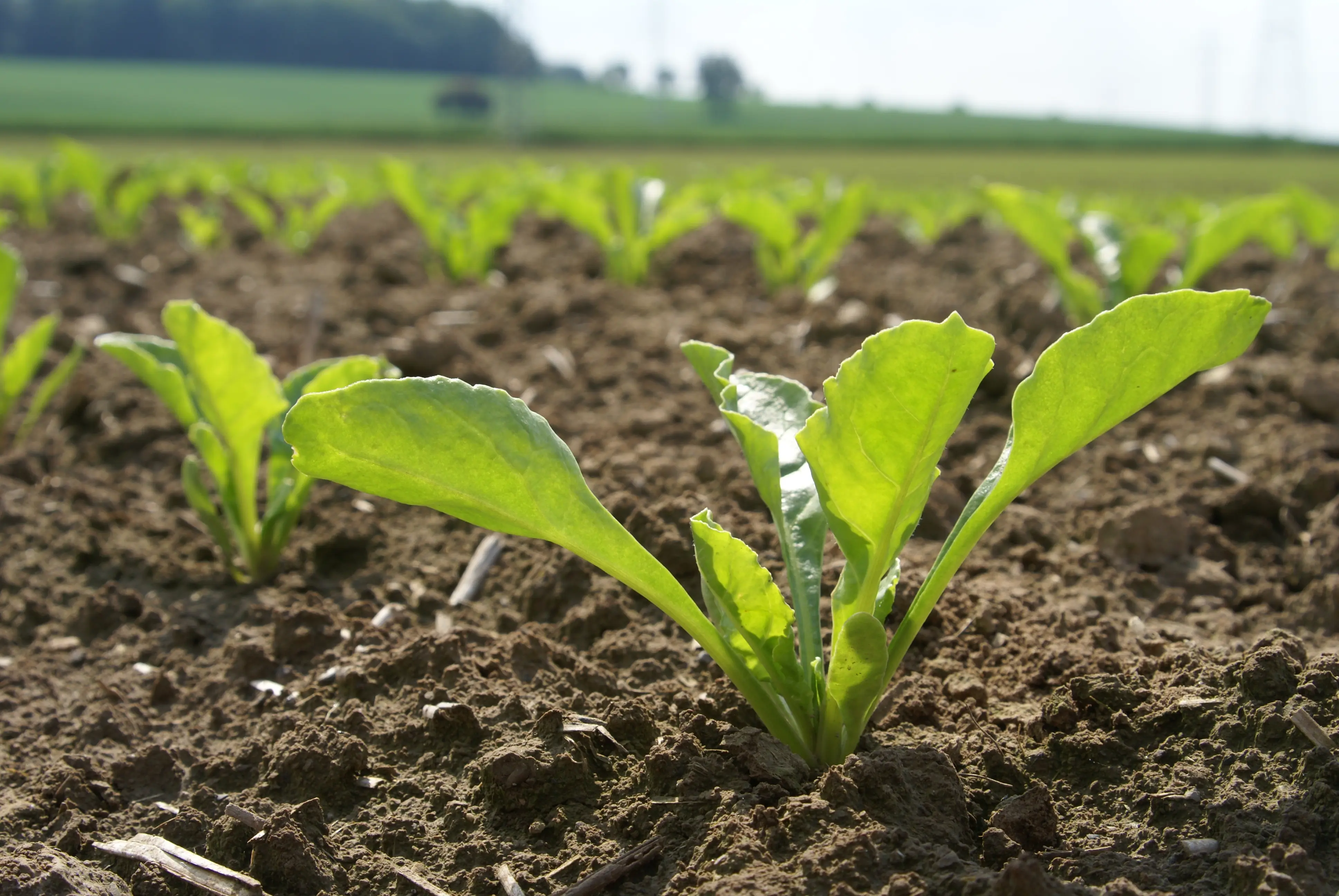 Young sugarbeet plant