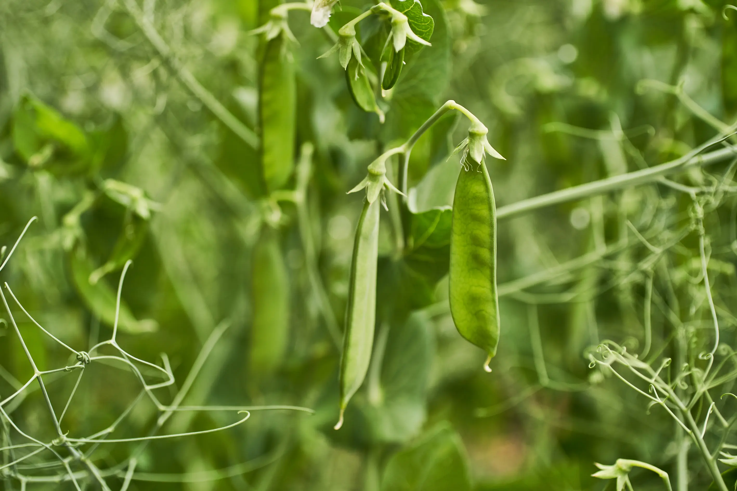 Grain pea closeup