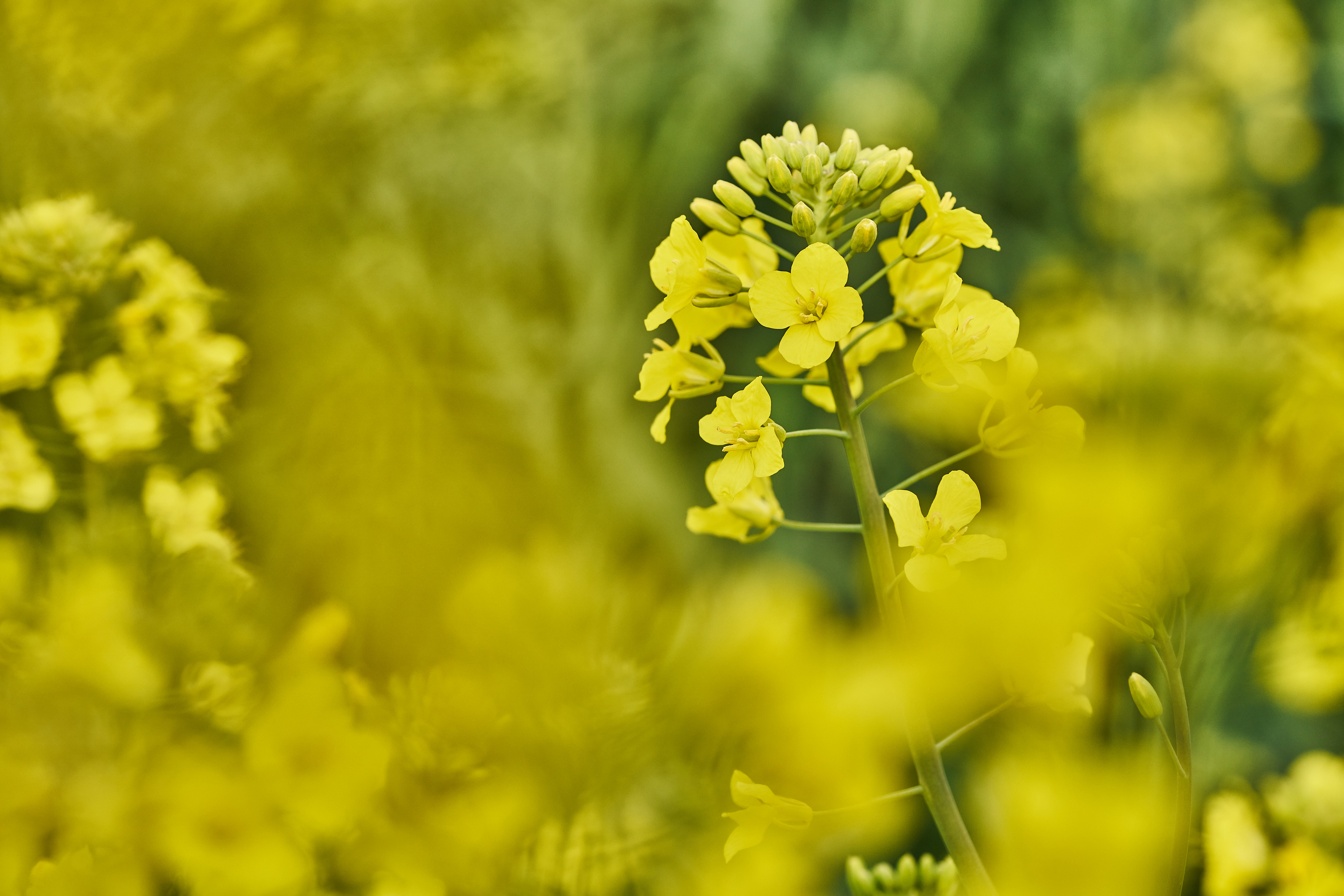 Closeup oilseed rape