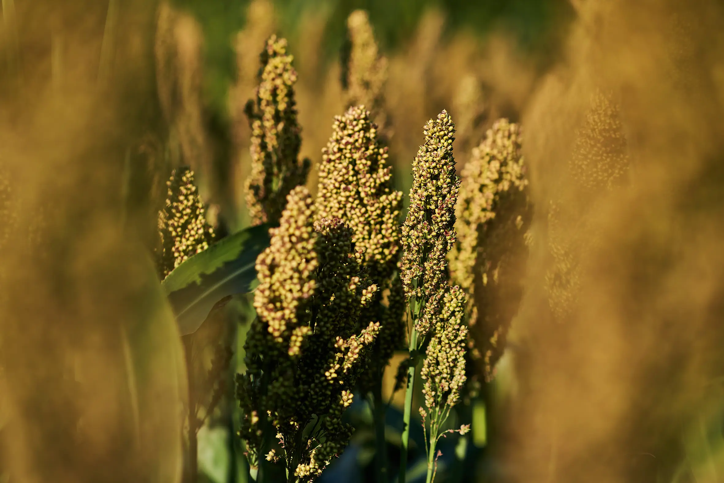 KWS Sorghum