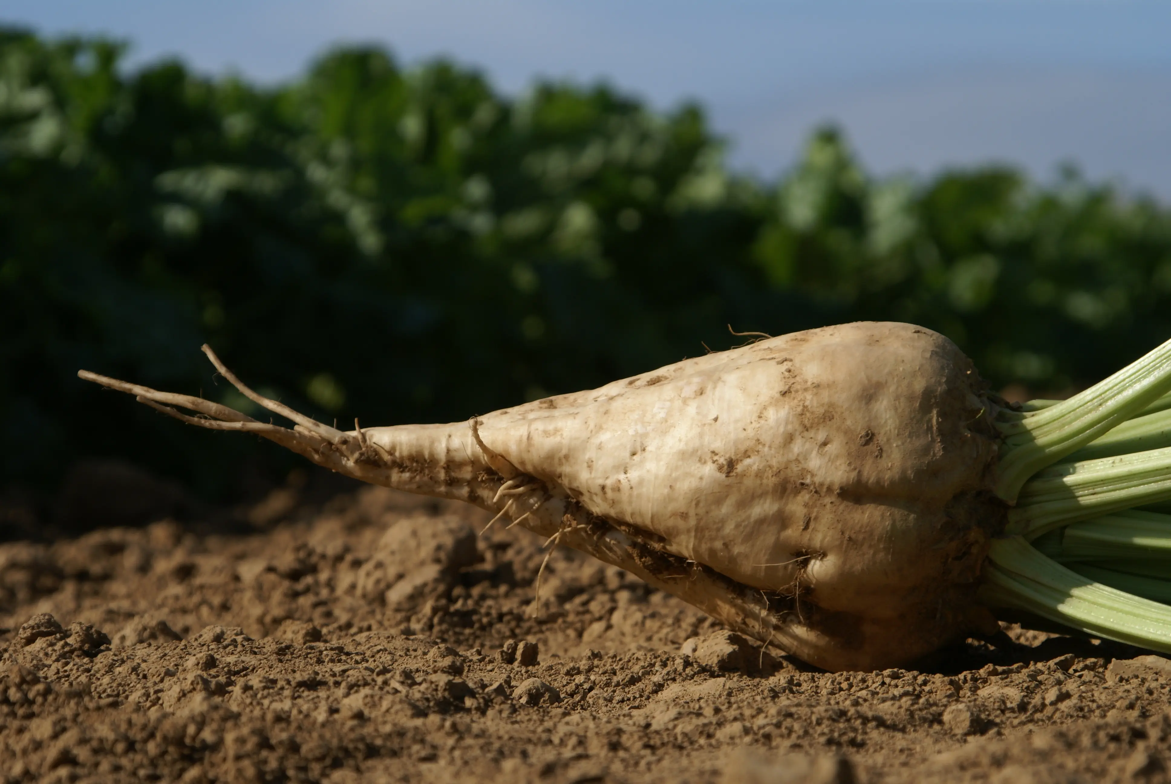 Sugarbeet lying on the ground