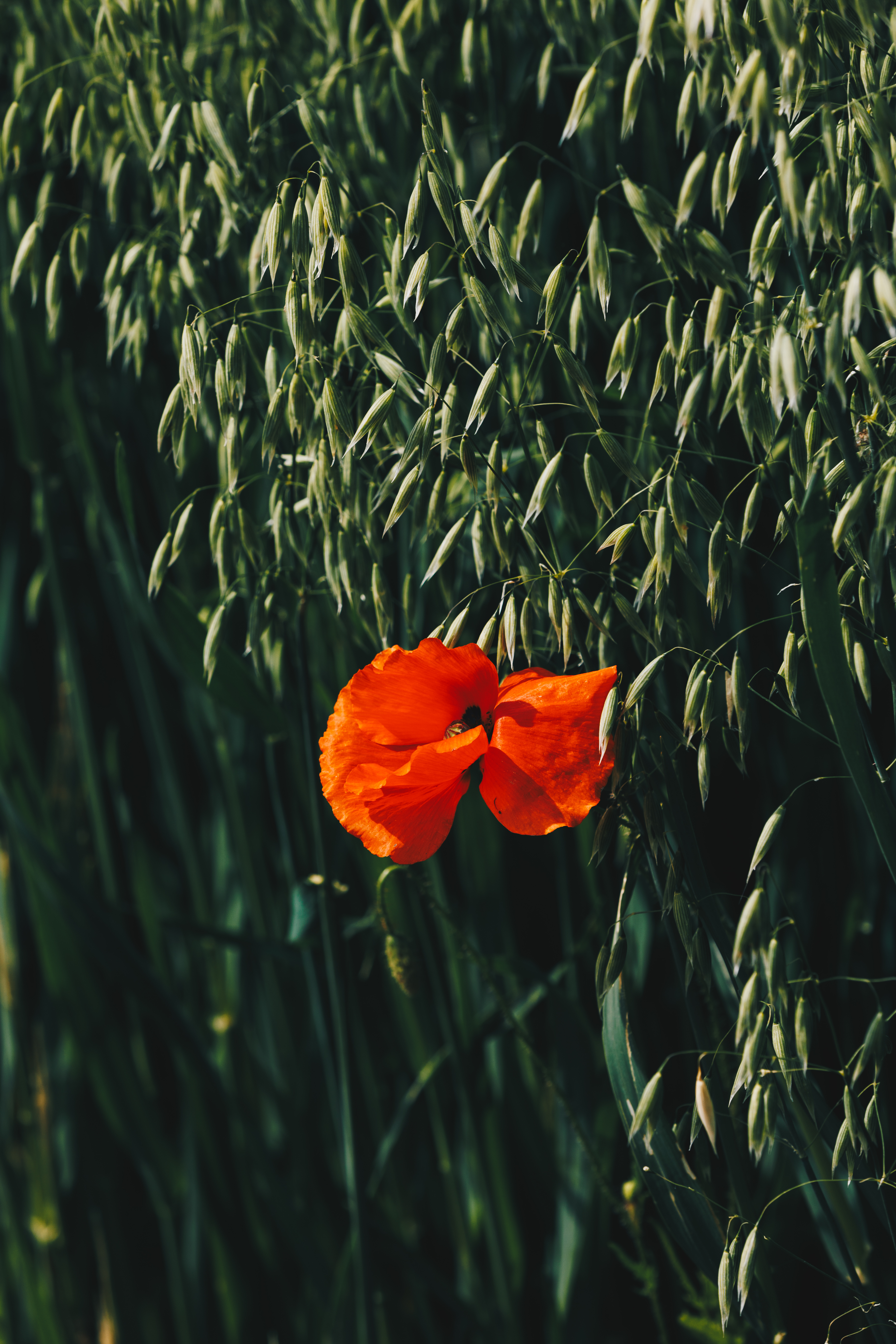 Oats with red poppy blossom