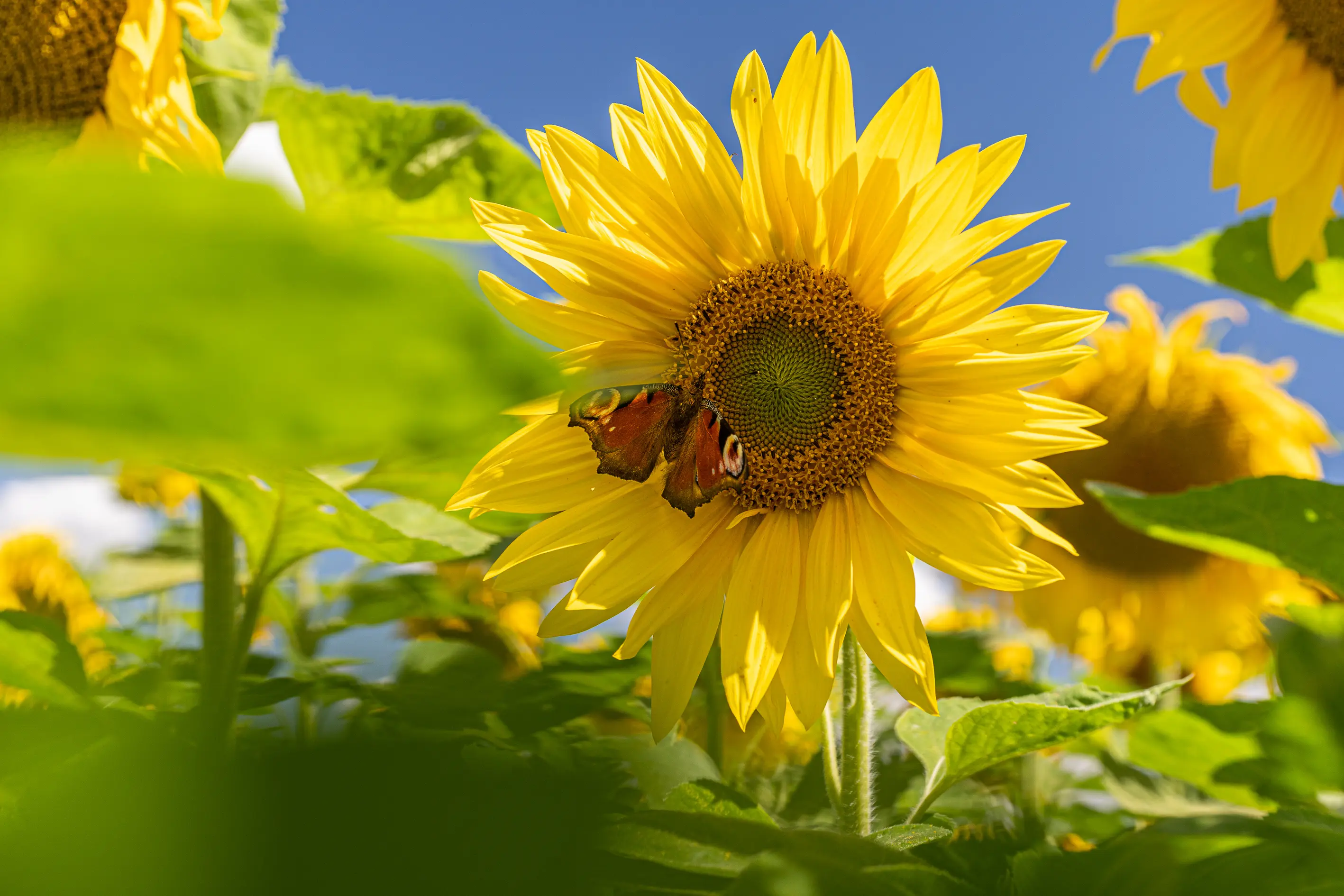 sunflower in field