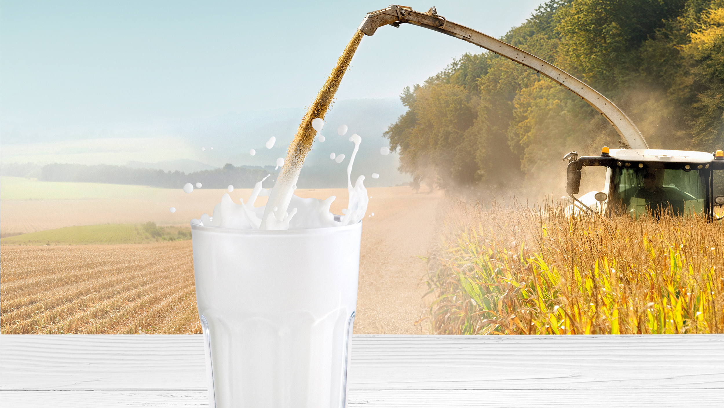 EnergyBOOST Corn Silage Corn Stream converts into Milk Stream