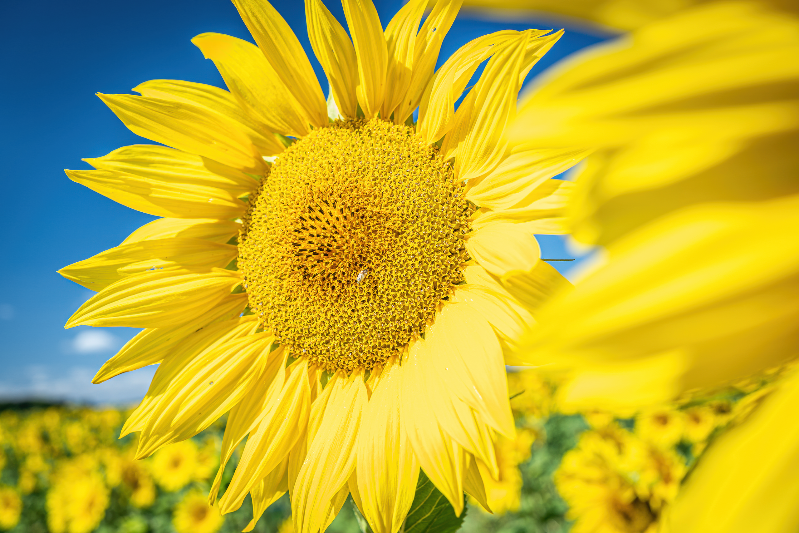 Sunflower_TimeFor_2025.png