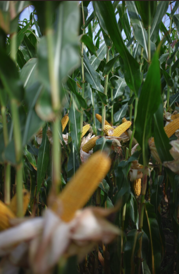 ClimaCONTROL3 corn after flowering