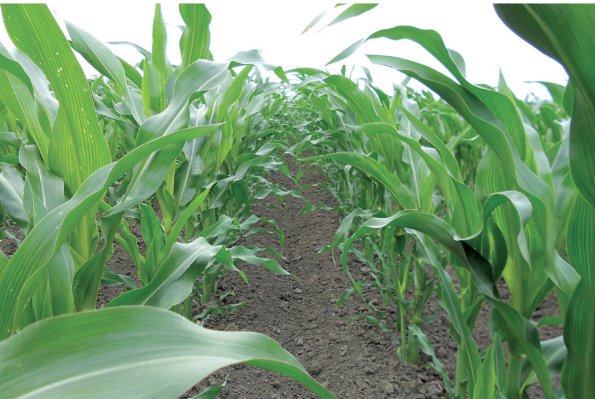 ClimaCONTROL3 corn before flowering