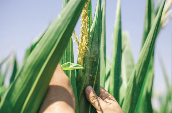 ClimaCONTROL3 corn during flowering