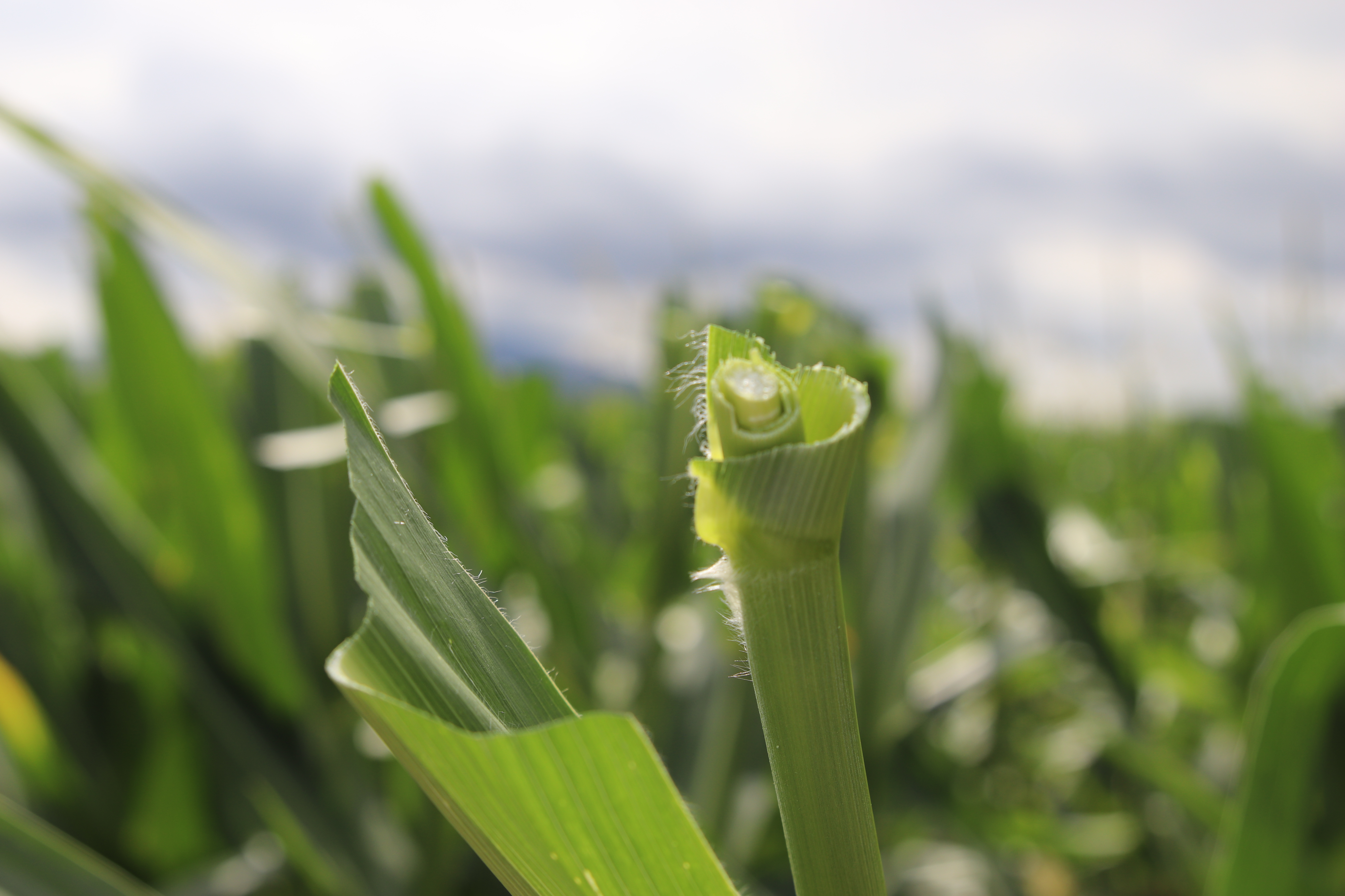 Pole rastlín po kastrácii kukurice