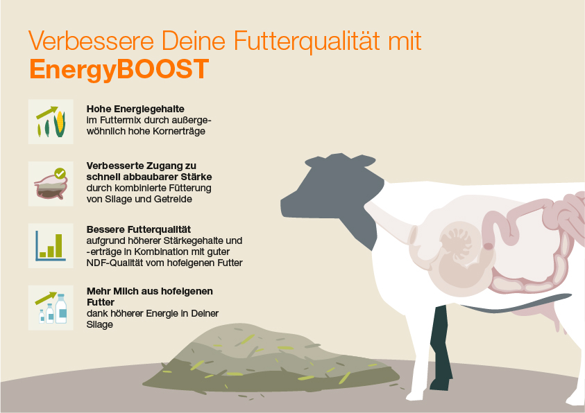 EnergyBOOST Silage improve your feed quality