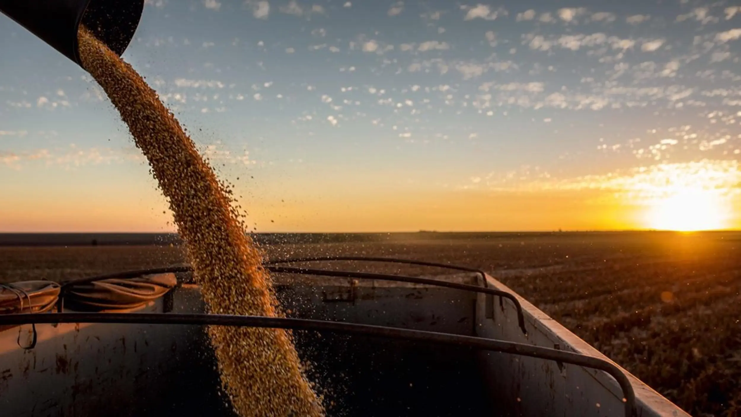 KWS MORE Growth Grain Corn Sunset